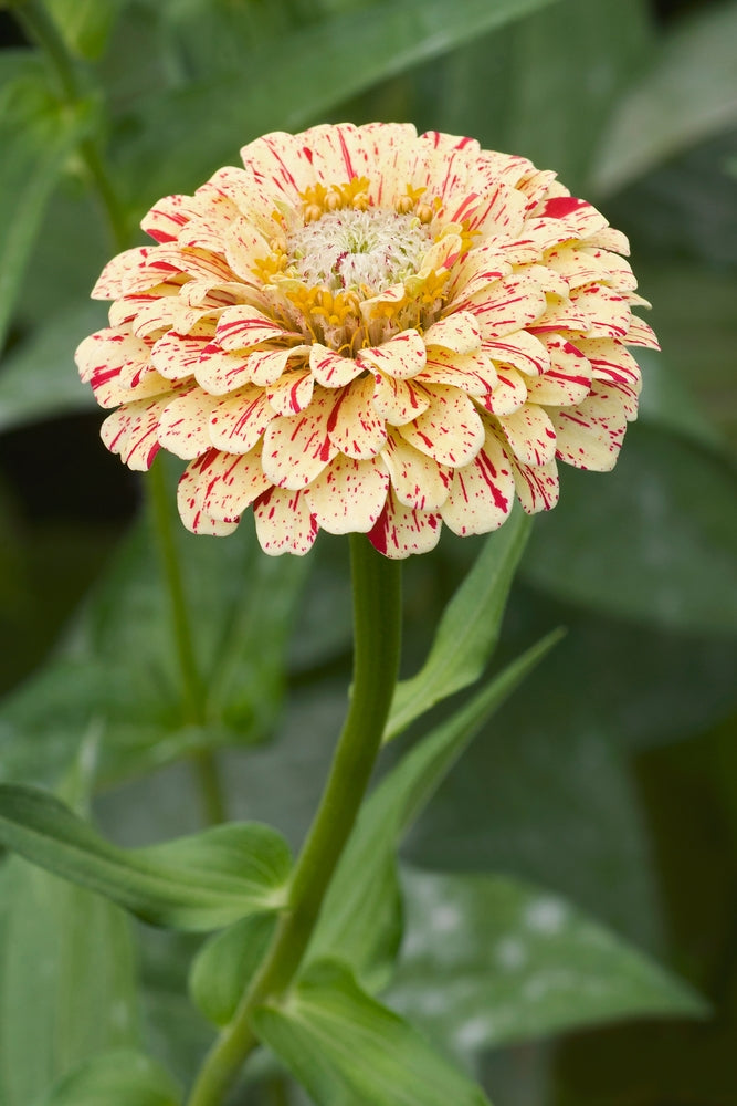 Zinnia Peppermint Stick Flower | X 50 Seeds