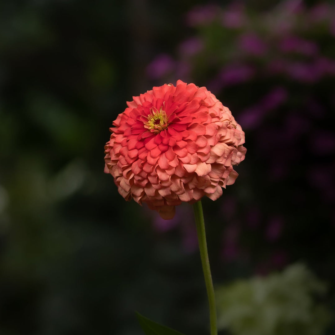 Zinnia Elegans Coral Beauty Flower | X 70 Seeds