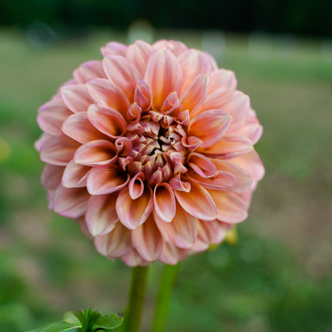 Dahlia April Glory Tuber (NOT TO WA)