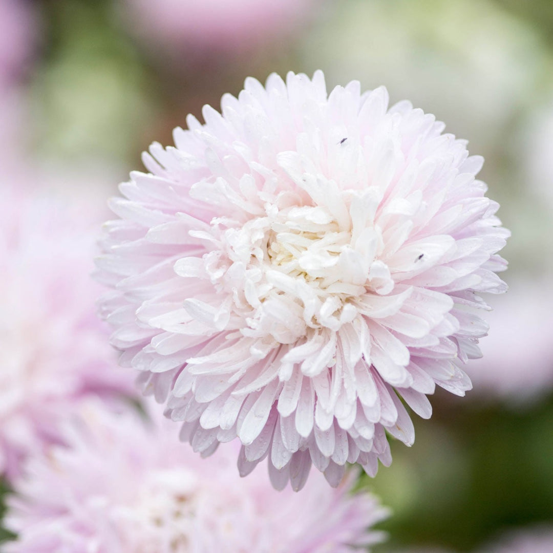 Aster China King Size Appleblossom Flower