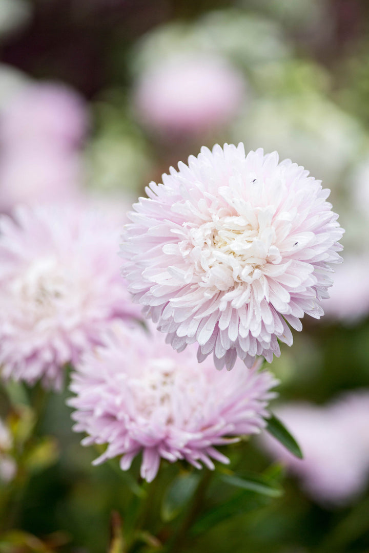 Aster China King Size Appleblossom Flower