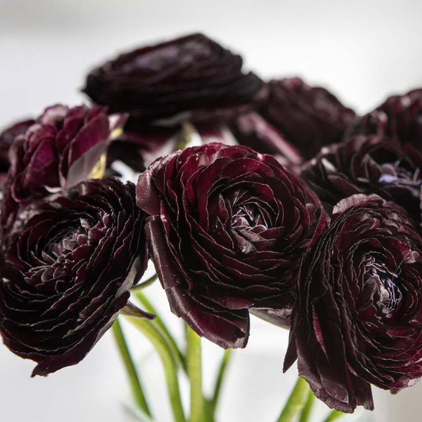 Ranunculus Highline Black Flower | X 20 Seeds