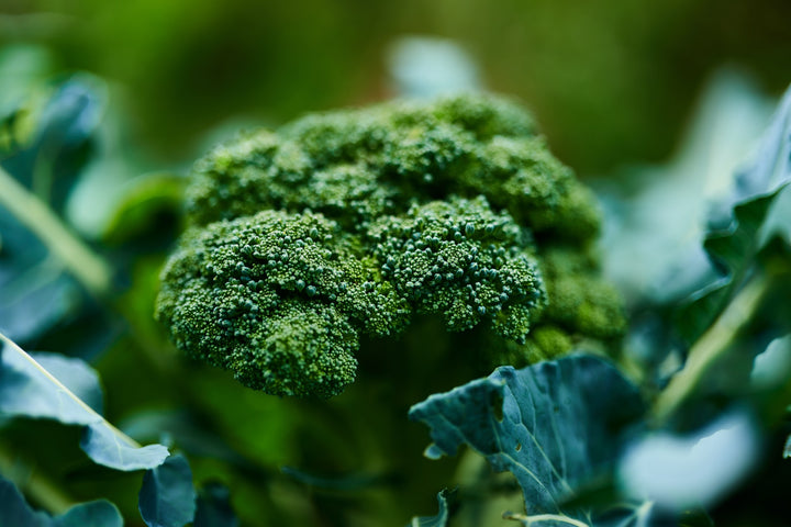 Broccoli Di Cicco Vegetable