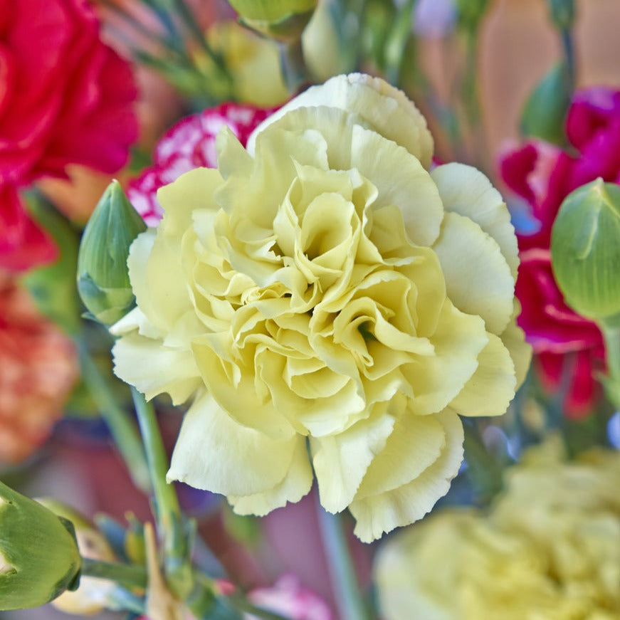 Carnation Chabaud Giant Mix Flower