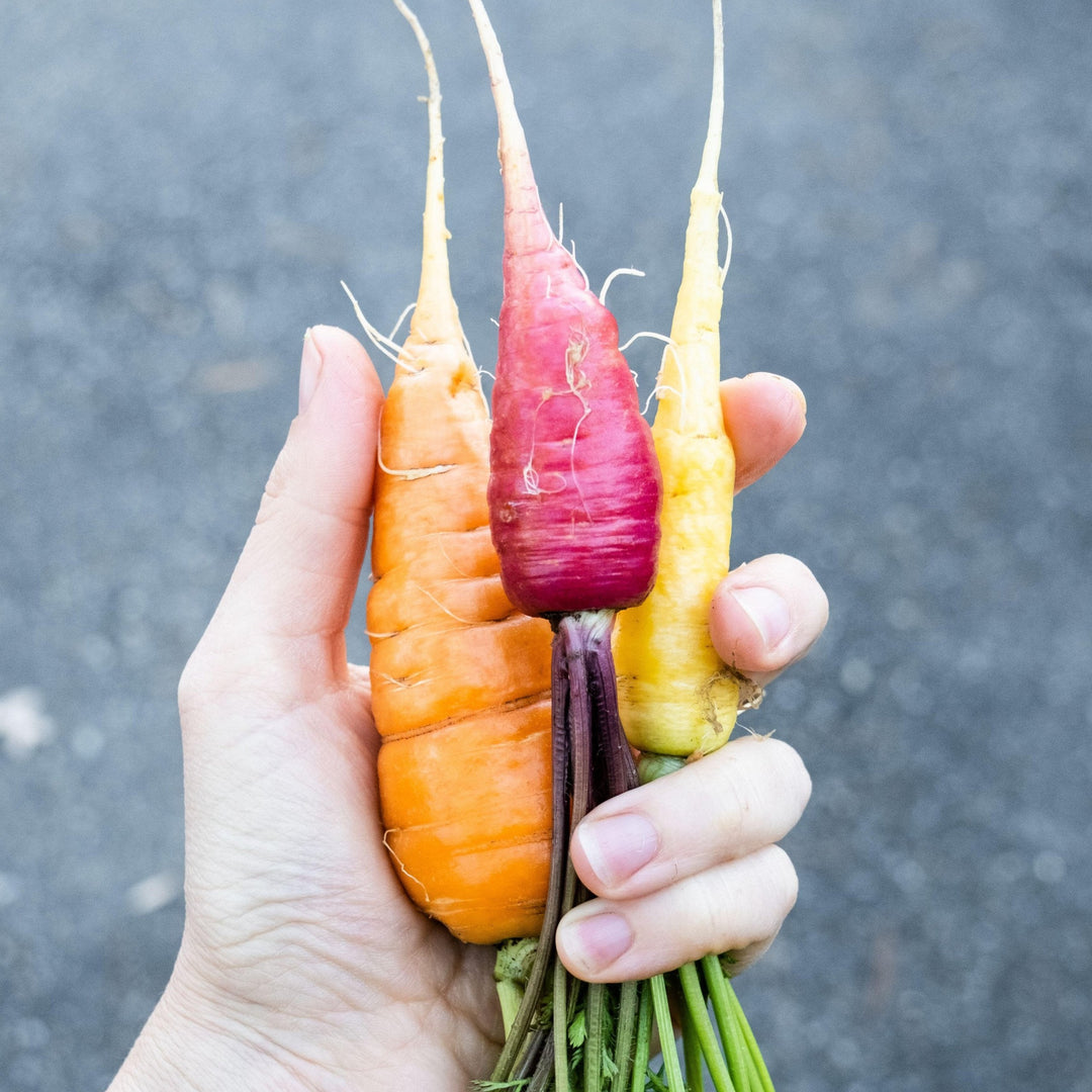 Carrot Rainbow Mix | X 200 Seeds