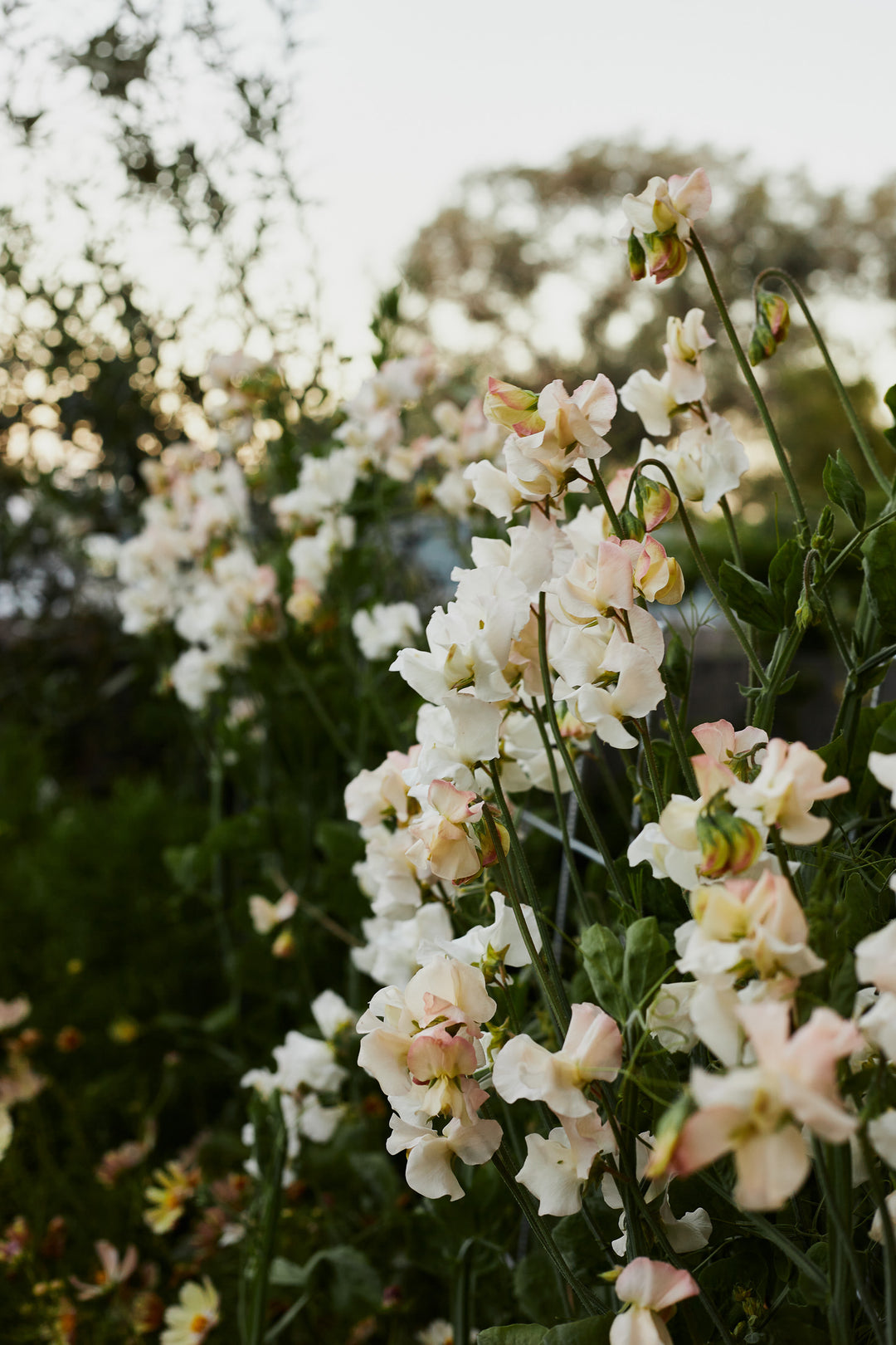 Sweet Pea Piggy Sue Flower | X 10 Seeds - AVAILABLE 2026