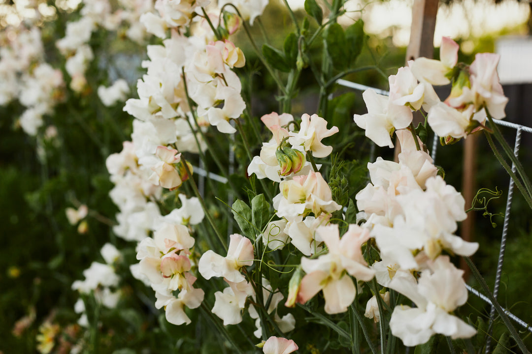 Sweet Pea Piggy Sue Flower | X 10 Seeds - AVAILABLE 2026