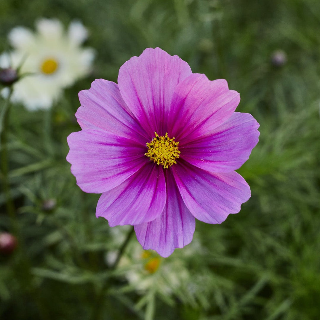 Cosmos Gloria Flower | X 50 Seeds