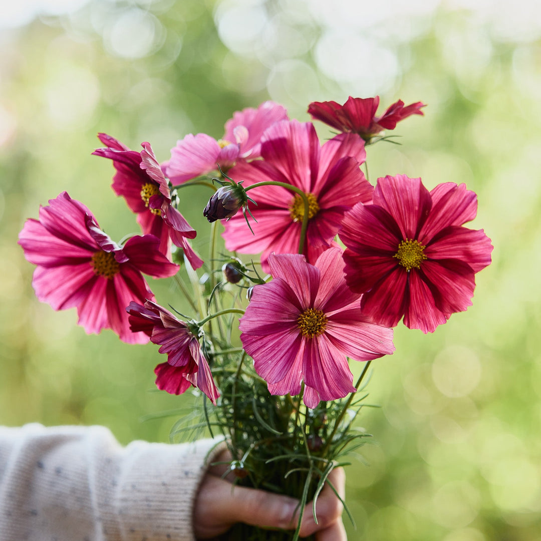 Cosmos Rubenza Flower | X 30 Seeds