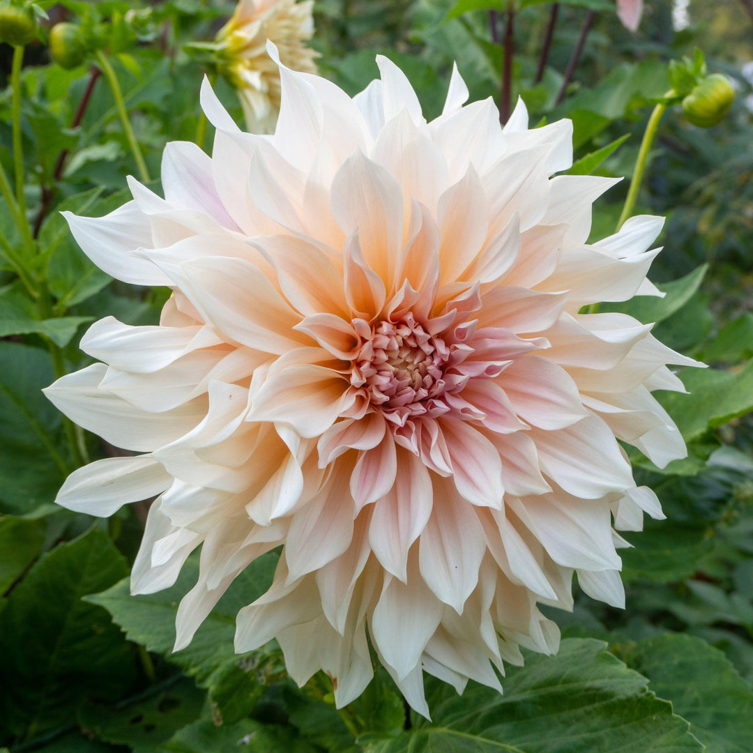 Dahlia Cafe au Lait Decorative Tuber (NOT TO WA)