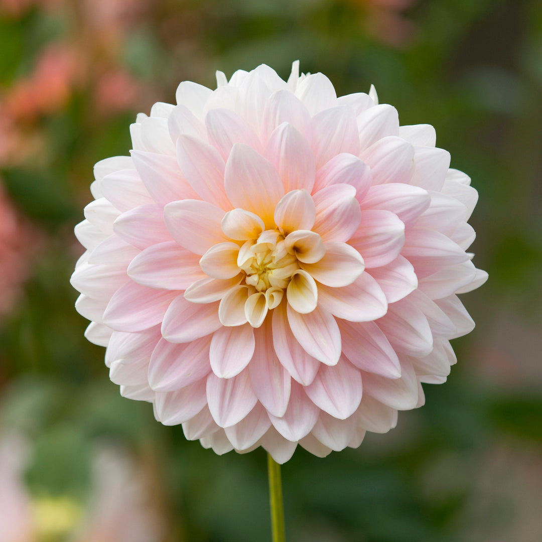 Dahlia Cinderella Decorative Tuber (NOT TO WA)