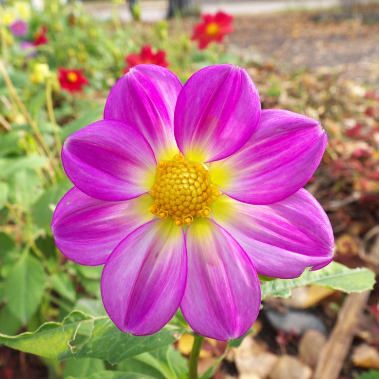 Dahlia Coltness Single Mix Flower | X 50 Seeds