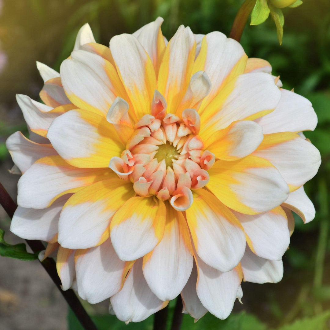 Dahlia Cornflakes Giant Decorative Tuber (NOT TO WA)