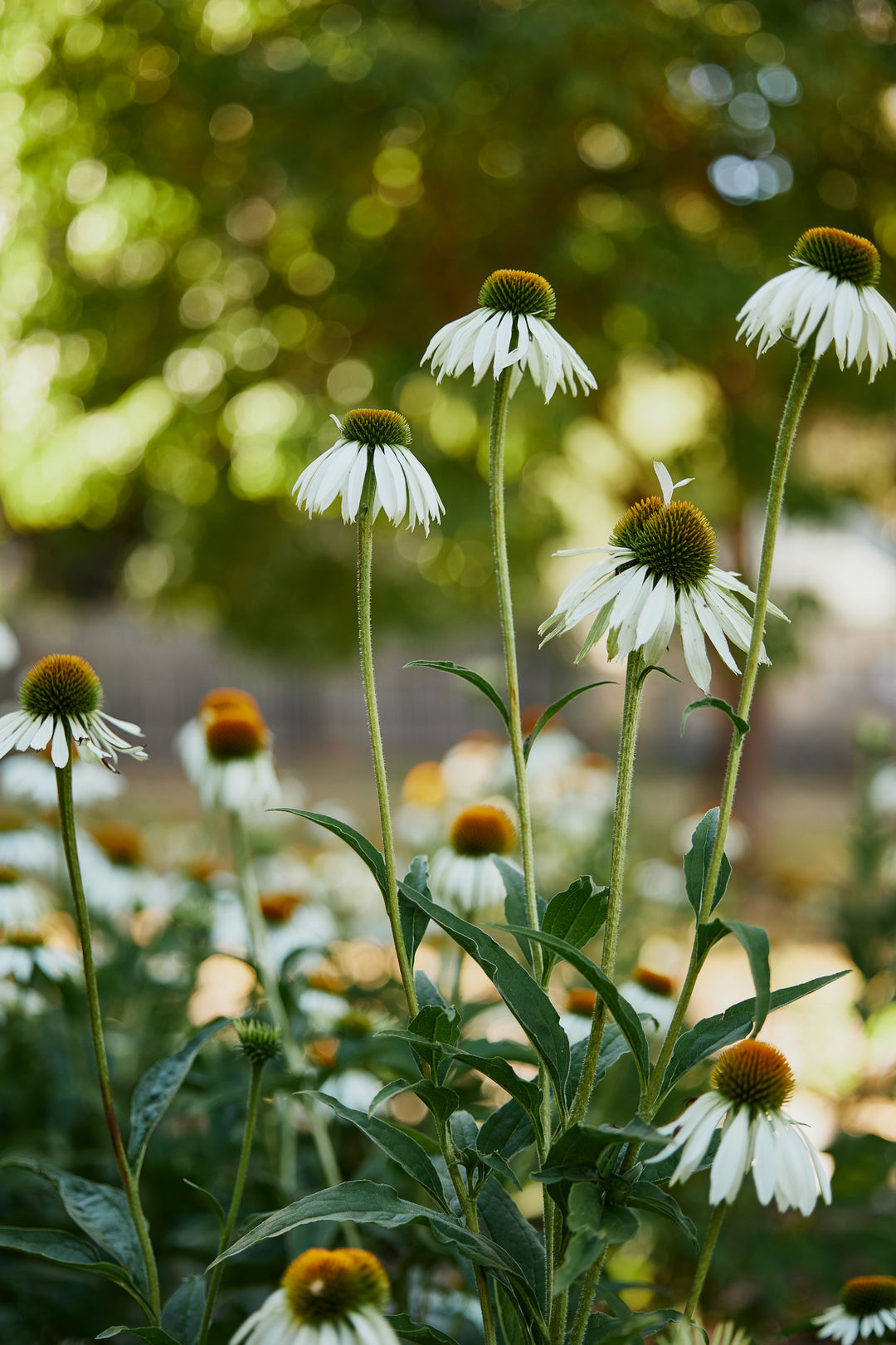 Echinacea White Swan Flower | X 40 Seeds