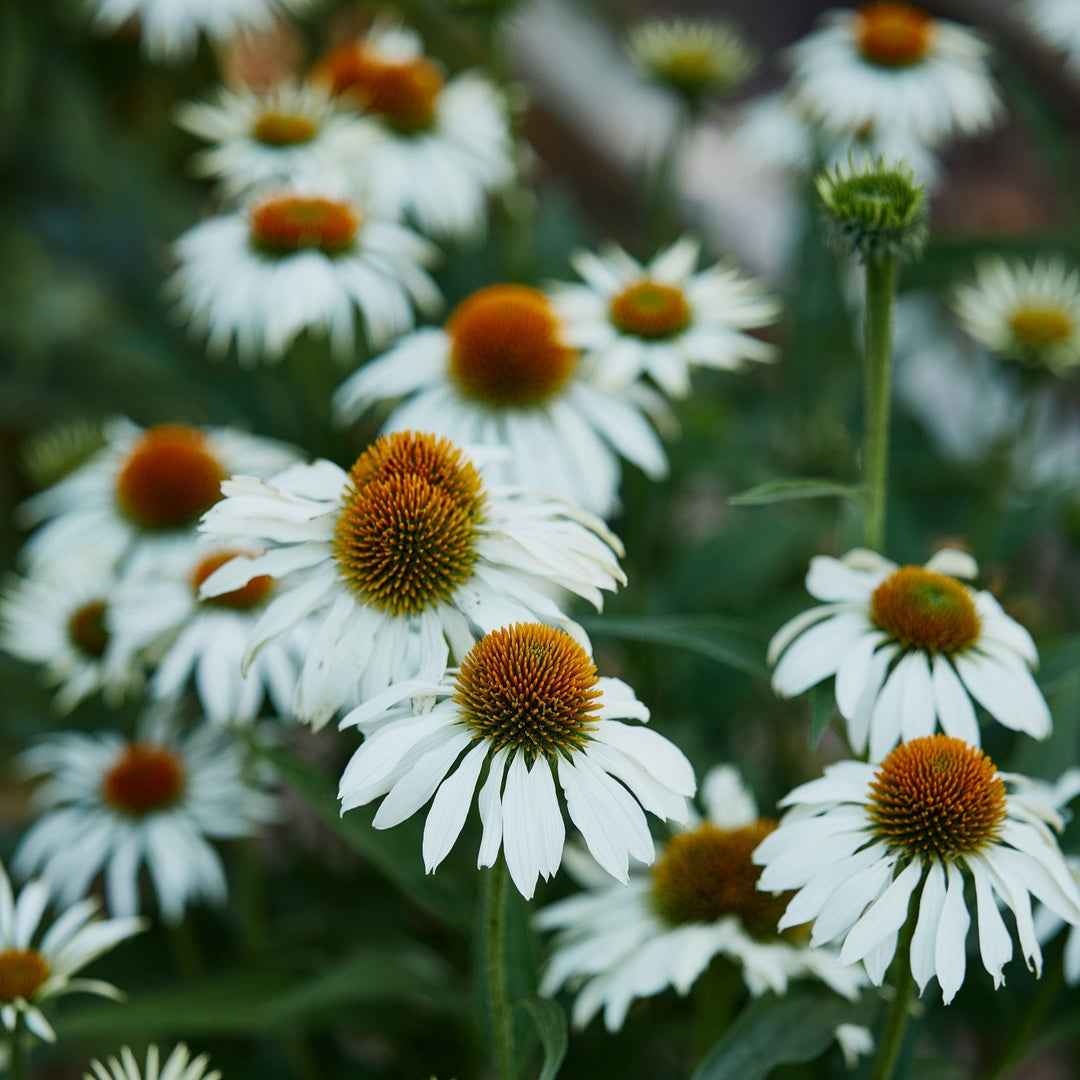 Echinacea White Swan Flower | X 40 Seeds