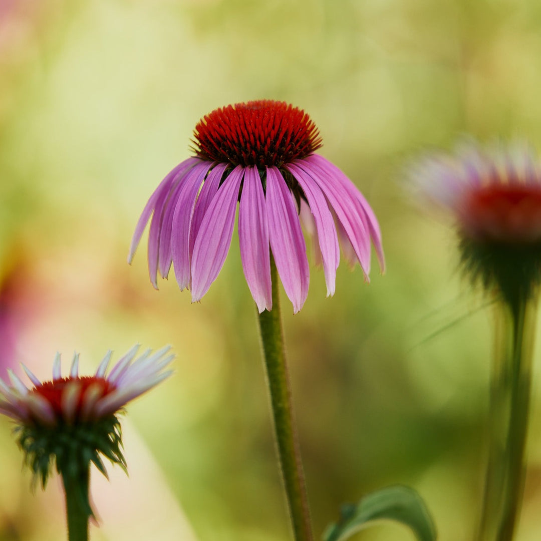 Echinacea Purpurea Flower | X 50 Seeds