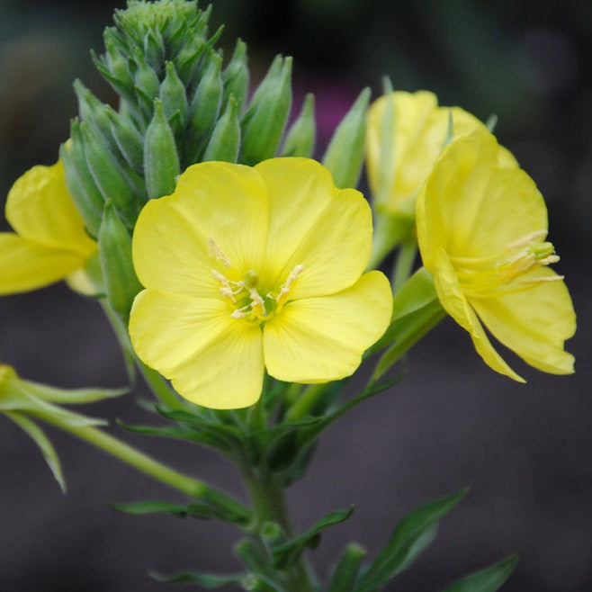 Evening Primrose Yellow Flower | X 300 Seeds (NOT TO WA)