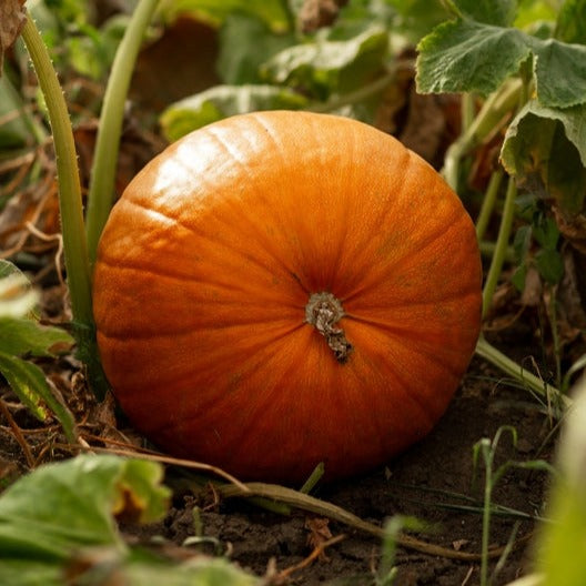 Pumpkin Big Max Vegetable | X 6 Seeds
