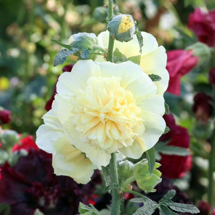 Hollyhock Chaters Double Mixed Flower | X 50 Seeds