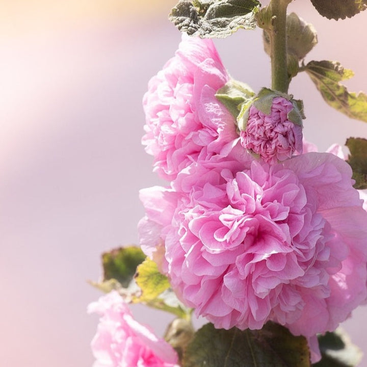 Hollyhock Chaters Double Mixed Flower | X 50 Seeds
