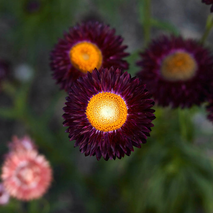 Everlasting Strawflower Purple Red Dragon Fire | X 100 Seeds