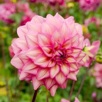 Dahlia Juliette Decorative Tuber (NOT TO WA)