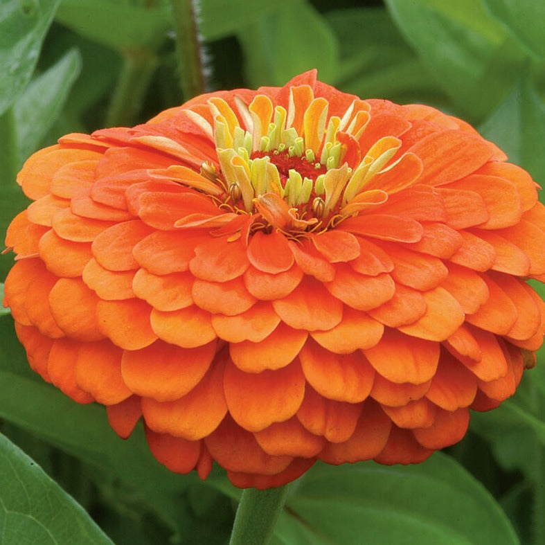 Zinnia Orange King Flower | X 50 Seeds