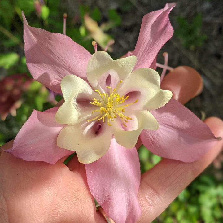 Aquilegia McKana Giants Mix Columbine Flower | X 50 Seeds