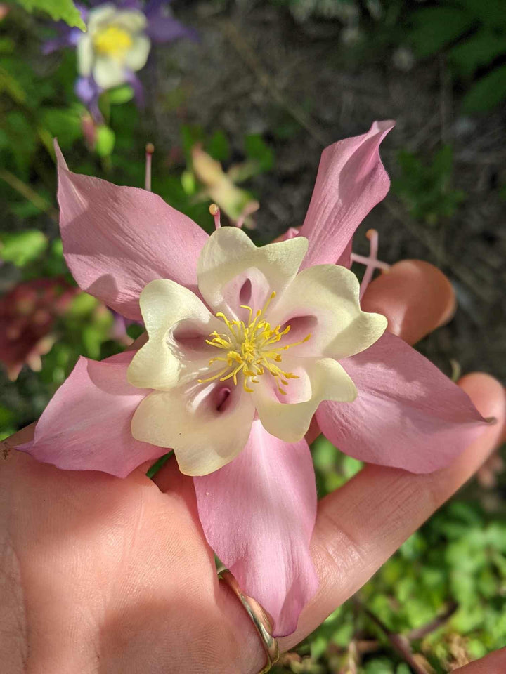 Aquilegia McKana Giants Mix Columbine Flower | X 50 Seeds