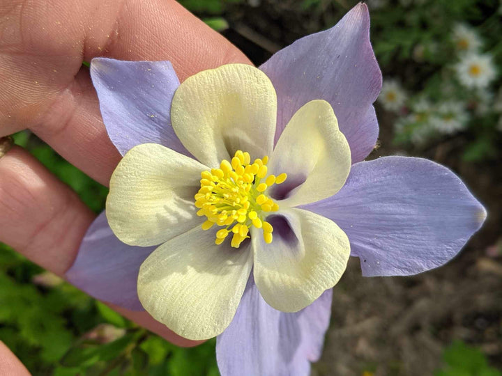 Aquilegia McKana Giants Mix Columbine Flower | X 50 Seeds