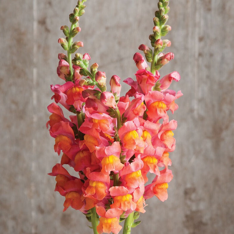 Snapdragon Maryland Dark Orange