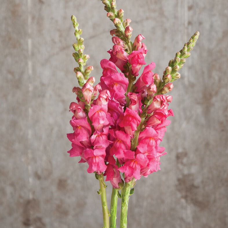 Snapdragon Potomac Cherry Rose Flower | X 50 Seeds