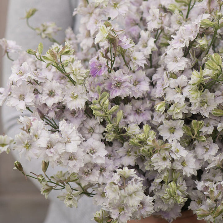 Larkspur Smokey Eyes Flower | X 50 Seeds