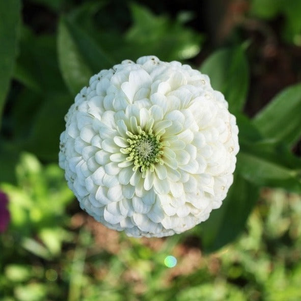 Zinnia Lilliput White Flower | X 70 Seeds