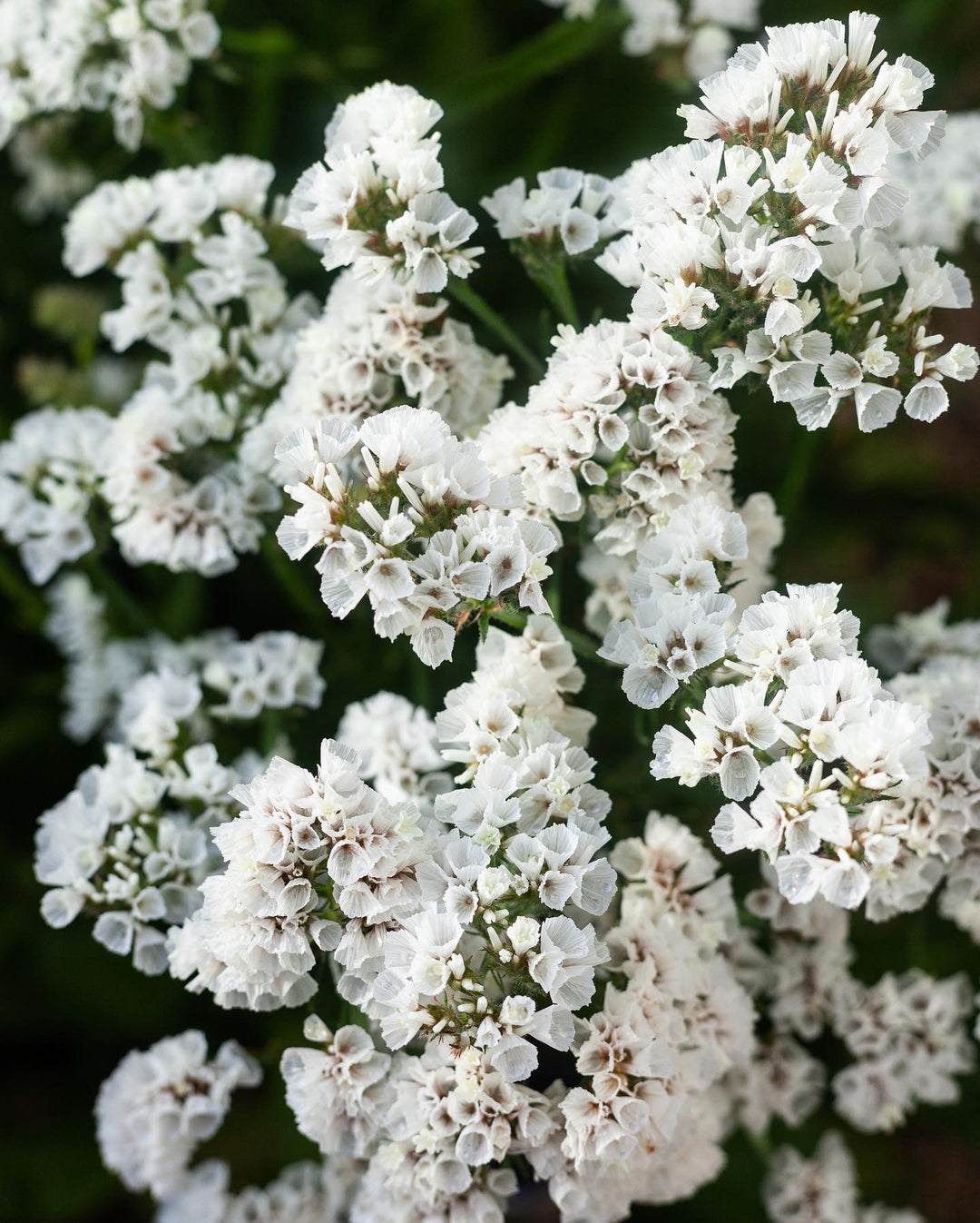 Statice Forever White Flower | X 50 Seeds
