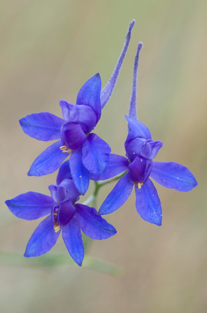 Larkspur Blue Cloud Flower | X 100 Seeds