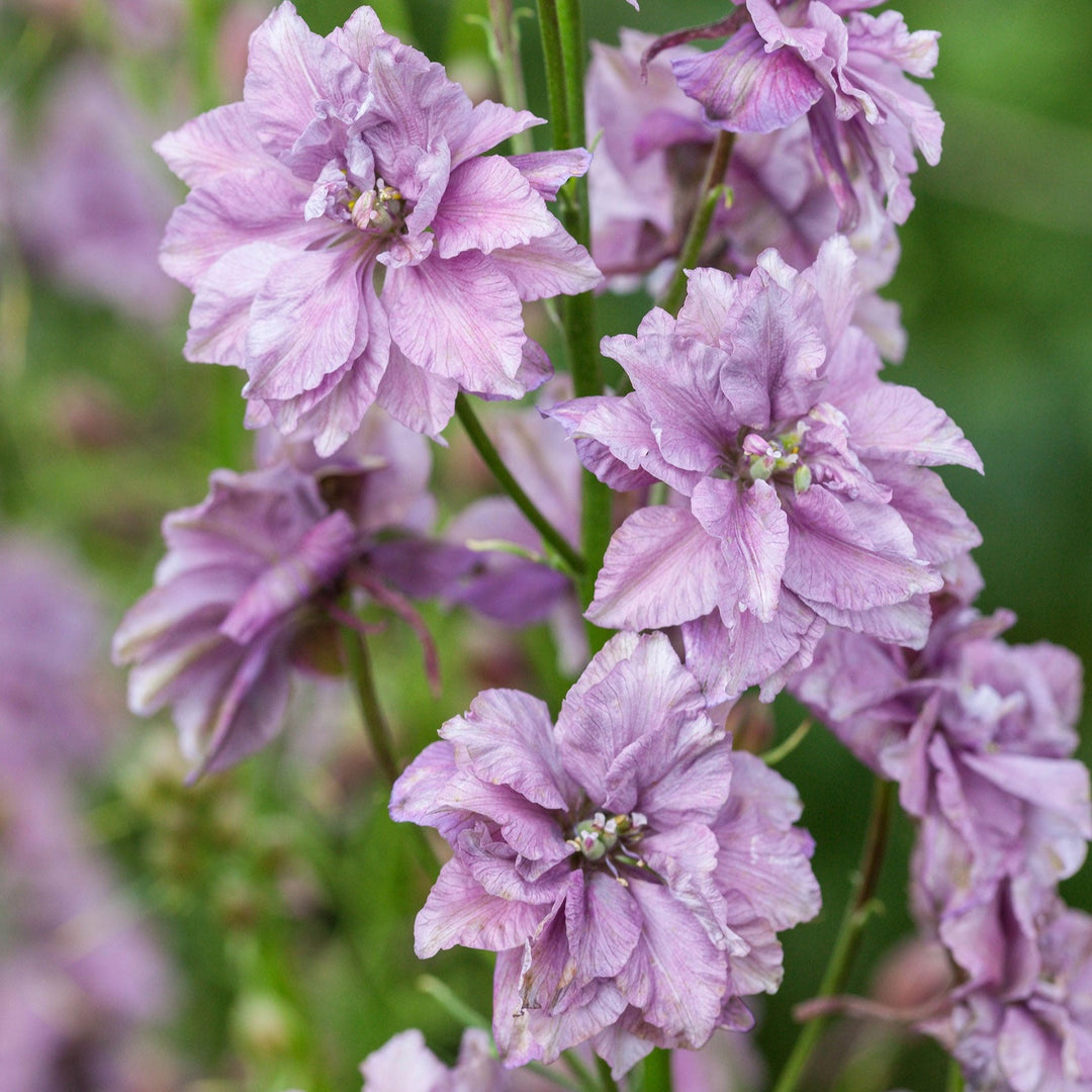 Larkspur Misty Lavender Flower