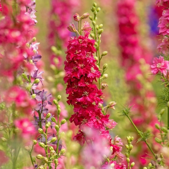 larkspur flower seeds Larkspur Imperial Scarlet Spire Flower