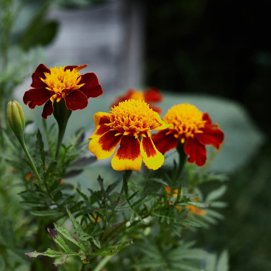 Marigold Tiger Eyes Flower | X 100 Seeds
