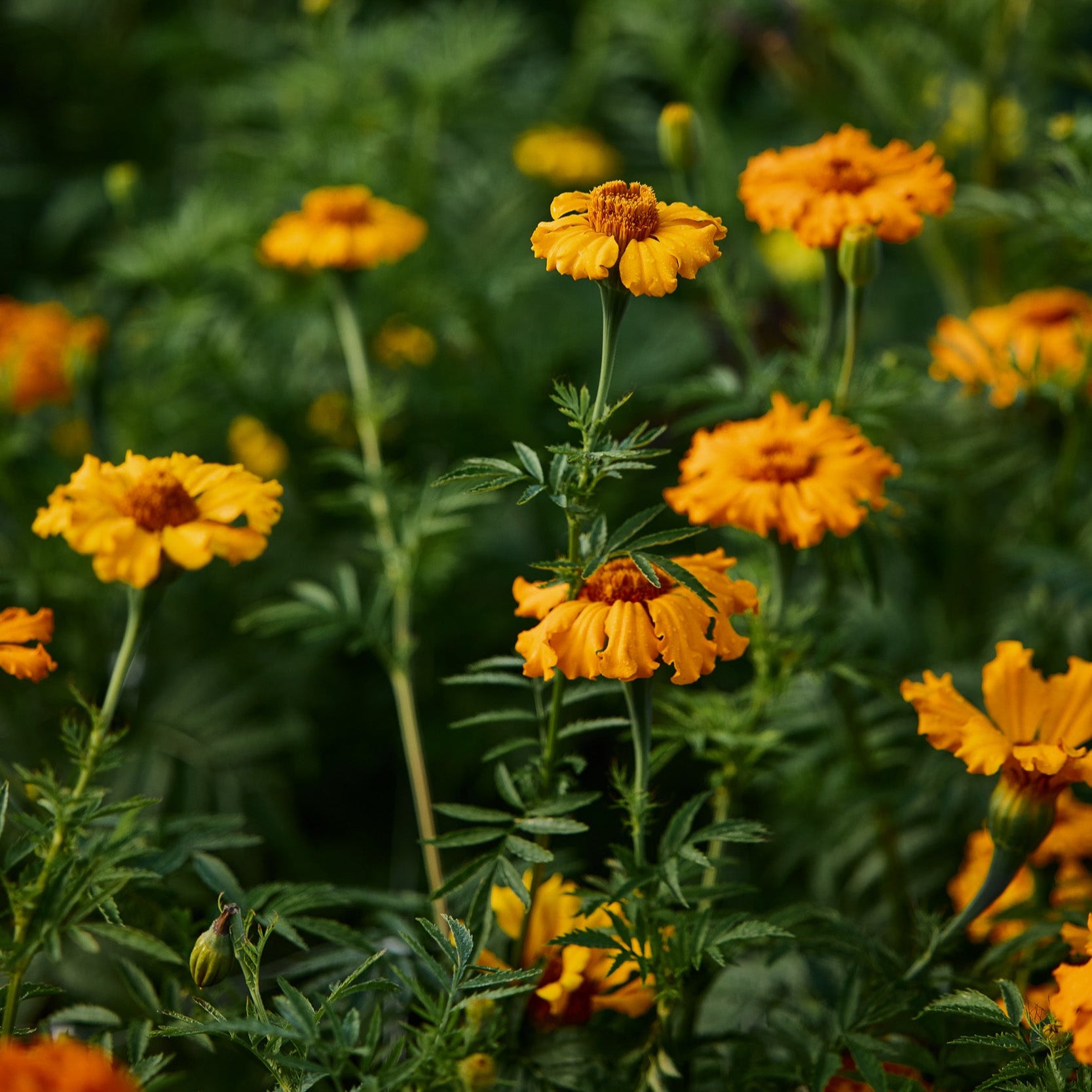 marigold starfire mix seeds Marigold Starfire Mix Flower