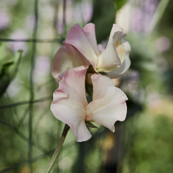 Sweet Pea Mollie Rilstone Flower | X 10 Seeds - AVAILABLE 2026