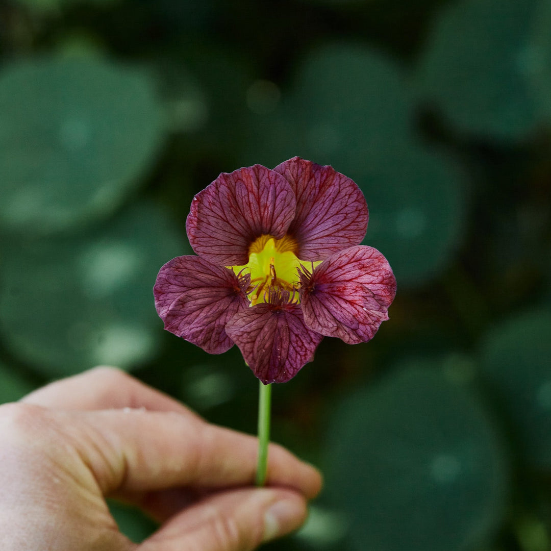 Nasturtium Purple Emperor Flower | X 15 Seeds