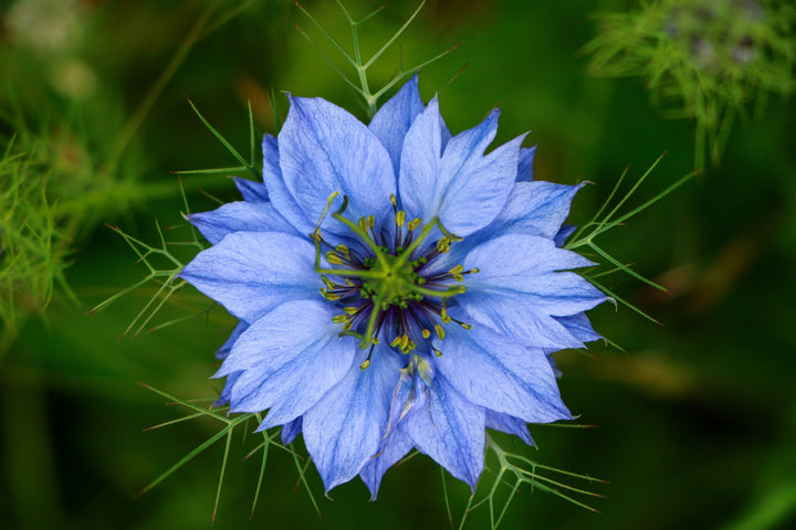 Nigella Miss Jekyll Blue Flower | X 100 Seeds