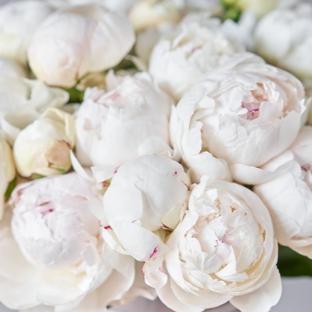 Peony Duchesse de Nemours Root Stock (NOT TO WA)