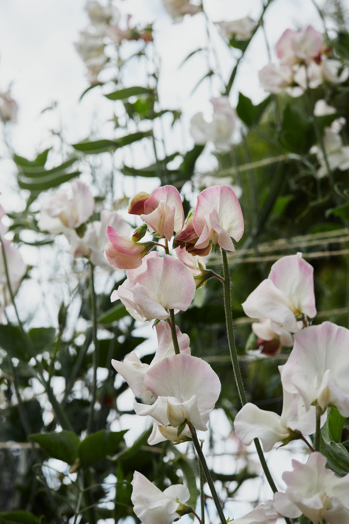 Sweet Pea Piggy Sue Flower | X 10 Seeds - AVAILABLE 2026
