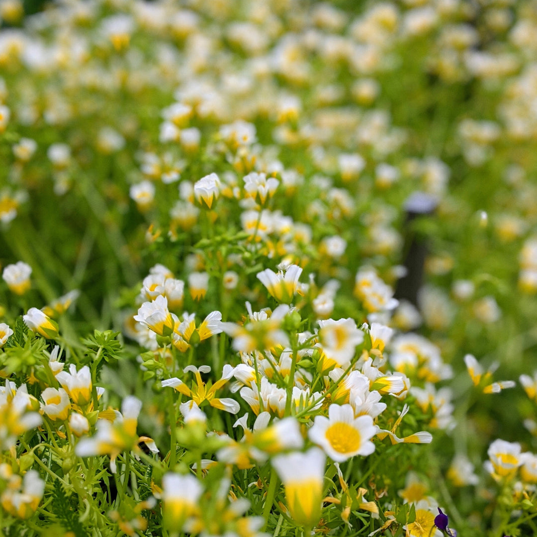 Poached Egg Flower | X 50 Seeds