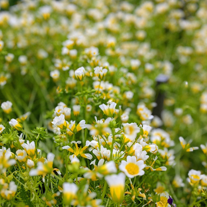 Poached Egg Flower | X 50 Seeds