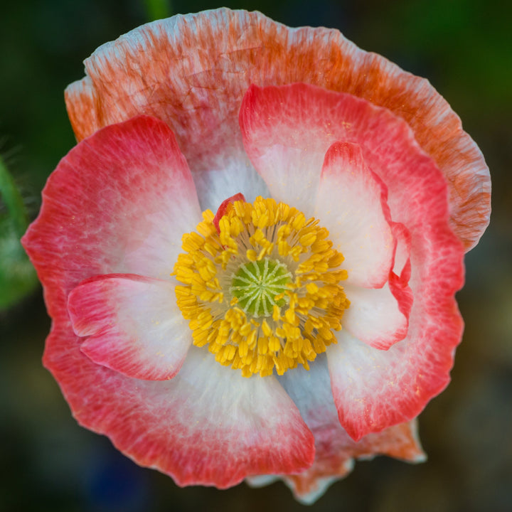 Poppy Falling In Love Flower | X 300 Seeds