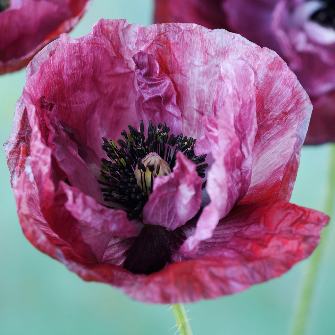 Poppy Pandora Flower | X 300 Seeds