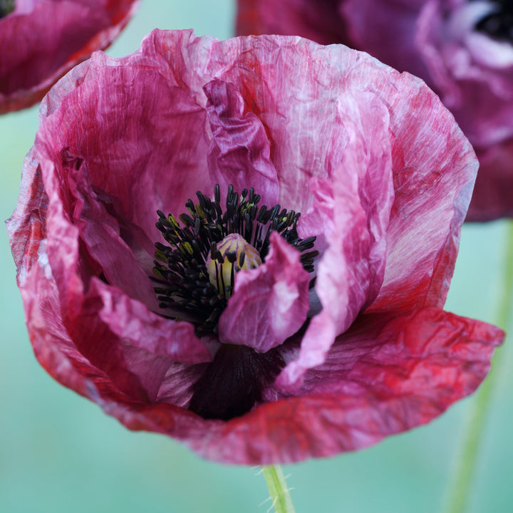 Poppy Pandora Flower | X 300 Seeds